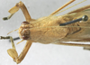 CollectionObject 1539803; 7c60f6b2-ddec-491c-b721-52ccf9c8a16e, MNHN-EO-ENSIF801: male pronotum dorsal (holotype). (CollectionObject).