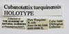 CollectionObject 1523460; a984a68d-6869-493d-8ca3-c0a56ec5f2c0: labels (holotype). (CollectionObject).