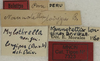 CollectionObject 1535094; 88f16536-4f93-4297-a1af-cd143ebf1639: labels (syntype). (CollectionObject).