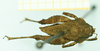 CollectionObject 1532605; 3f7a4f28-6c85-49f1-a5cd-08588ca81966: male, dorsal view (holotype). (CollectionObject).