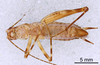 CollectionObject 1523040; 53d1bafd-53ab-46a9-9b8e-df0e528e0bc2: Male, ventral view (holotype). (CollectionObject).