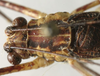 CollectionObject 1535919; d24c0490-9f3f-4c0e-b9c0-c9874d48aa41: male pronotum, dorsal view (syntype). (CollectionObject).