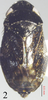 Habitus, dorsal view on Neodartus acocephaloides Melichar, 1903: (Observation).