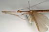 CollectionObject 1560594; 6053d9ac-52c0-4a95-bbdc-31c077963cdb: copyright NMW, Vienna. male: head and thorax, lateral view (syntype). (CollectionObject).;CollectionObject 1560595; 0b40a03b-a42d-450a-9861-7d3975014e39: copyright NMW, Vienna. male: head and thorax, lateral view (syntype). (CollectionObject).