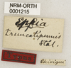 CollectionObject 1529608; f7381f3d-cf40-40bb-8dcd-a0a90d37be5a: labels (holotype). (CollectionObject).