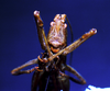 CollectionObject 1595895; a5ac5cca-0e8f-40fd-a75c-d4ee7bc720ea: female, frontal view (syntype of Kirkaldyus manteri). (CollectionObject).