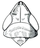 Flexamia reflexa, head, pronotum, and mesonotum, dorsally. Depicts Head, an Observation.;Flexamia reflexa, head, pronotum, and mesonotum, dorsally. Depicts Head, an Observation.