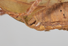 CollectionObject 1505723; 27ffbcd4-93cb-4900-9837-2677ce18f56c: male, lateral view (syntype). (CollectionObject).