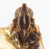 Head on Oecleus venosus Van Duzee, 1912: (Observation).