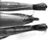 CollectionObject 1521481; 92fb8050-c3b7-4b9d-b41d-a9f9bbf27bb4: Image Carbonell, C.S. female abdomen end, dorsal view (holotype). (CollectionObject).