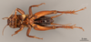 CollectionObject 2804317; de57f7c0-47a5-40fc-be2f-65f1afed3019, FCE- GY 78, occurrenceID:- GY 78: URUGUAY-Florida, Casupá, 16-I-1955, C.S. Carbonell. Male, ventral habitus. Facultad de Ciencias - UDELAR (FCE - GY 078). (CollectionObject).