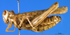 CollectionObject 1505442; 70d67a51-293d-48c0-80ab-4035564966b3: female, lateral view (Dericorys maculata). (CollectionObject).