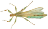 CollectionObject 1589804; a39a13ab-2831-4d71-9684-e78fac396e7f: copyright NHMUK, London. male, dorsal view (holotype). (CollectionObject).