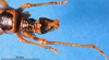 CollectionObject 1502496; d3e0a81f-8bf8-4cc1-be6c-3604ba0322ab: male abdominal apex (syntype). (CollectionObject).