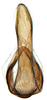 Aedeagus, ventral view: Chiasmus sp., aedeagus, caudally (INHS). (Observation).
