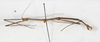 CollectionObject 1561484; 9996d593-163b-4fa3-bf89-4646e1084155: copyright MHNG Geneva. male, lateral view (holotype). (CollectionObject).