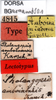 CollectionObject 1501033; 0119a9a7-1f51-4c87-ab04-6029f6a6eb6e: labels (lectotype). (CollectionObject).