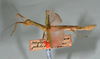 CollectionObject 1559846; abb1d81c-bde9-4d41-9cf0-f80d4edba0ee: copyright USNM, Washington. (CollectionObject).;CollectionObject 1559847; e611e944-2d48-40fc-b5bd-7cd65ae6fc57: copyright USNM, Washington. (CollectionObject).