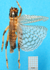 CollectionObject 1502566; 45712ae2-41ae-47f3-8378-137e26f410d6: male, dorsal view. (CollectionObject).