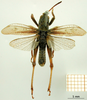 CollectionObject 1575543; c09e5439-9e67-4ba7-b8c1-740be94a6410: male, dorsal view (syntype of Gomphocerus livoni). (CollectionObject).