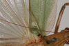 CollectionObject 2376978; bb371f53-4fb4-4895-8d57-75e746bdada8: male, dorsal view (syntype). (CollectionObject).