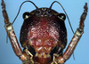 Sciarasaga quadrata Rentz, 1993: male face (paratype). (Otu).