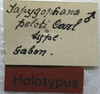 CollectionObject 1505850; ba5bf591-def2-481a-9a2e-98e1e663e95e: labels (holotype). (CollectionObject).