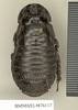 Ancaudellia insularis (Kirby, 1903): Copyright Natural History Museum, London. Paralectotype (adult female) in BM(NH). Dorsal view. (Otu).
