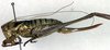 CollectionObject 1501870; 4efdd98f-5c48-48bd-b8ee-0c0a324391e8: female, lateral view (syntype). (CollectionObject).