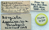 CollectionObject 1520638; d9cc3d14-eaf9-412f-8881-213f42908d12: labels (paratype). (CollectionObject).