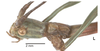 CollectionObject 1558819; a395ad3d-677d-444a-b3e1-a019eebb5e08, NMW 669': copyright NHMW, photo by Hennemann & Conle. male: head, lateral view (holotype). (CollectionObject).