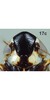 Head on Bretega quinispiverpa Stiller, 2017: Head, male. (Observation).