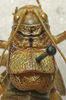 CollectionObject 1535211; 6857a91f-fbd0-40aa-a6e6-b8424e67817f: male pronotum, dorsal view (syntype). (CollectionObject).