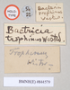 CollectionObject 1557404; NHMUK(SF IMPORT DUPLICATE) 844579, f982ad17-1fb2-4306-b659-c030ef0331f6: copyright Natural History Museum London. male of synonym Bacteria trophinus: data labels [round label reversed] (holotype). (CollectionObject).
