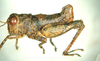 Lithidiopsis carinatus Dirsh, 1956: male, lateral view. (Otu).