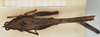 CollectionObject 1520715; 8ae6591d-52aa-4a70-8826-66921751bb27, NHMUK010924478: female, dorsal view (syntype). (CollectionObject).