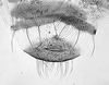 Aedeagus, ventral view.: !! display not done !! on Anoecia (Anoecia) cornicola (Walsh, 1863): Cauda of Anoecia cornicola. (Observation).