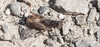 CollectionObject 1593837; 803f4b10-8db8-4a86-ae7d-8fc505929d6d: male (SRB, Vidrovac, 22.07.2021). (CollectionObject).