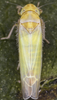 Habitus, dorsal view on Edwardsiana rhodophila (Cerutti, 1937): Habitus (male). (Observation).