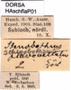 CollectionObject 1580241; b14ade31-359f-4638-93dd-b10ad014df79: labels (paralectotype). (CollectionObject).