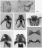 male genitalia. Depicts Melanoplus lakinus (Scudder, 1878), an Otu.