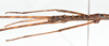 CollectionObject 1559914; ce5a0647-7815-4250-8099-b51abe49e650: copyright MNHN, Paris. male: head & thorax, lateral view (holotype). (CollectionObject).