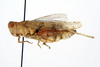 CollectionObject 1519546; 1a93b8fa-6a55-41c1-a8bb-071a68848e70: female, lateral view (holotype). (CollectionObject).
