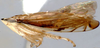 Habitus, lateral view on Capoideus cuprescens (Naudé, 1926): Capoideus cuprescens, lateral habitus (INHS). (Observation).