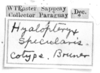 CollectionObject 1521495; a55de16e-c17d-4f8d-9cd1-c325aa984cec: Image Carbonell, C.S. labels (syntype). (CollectionObject).