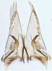Subgenital plate, ventral view on Exitianus indicus (Distant, 1908): (Observation).