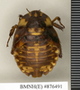 Apotrogia angolensis Kirby, 1900: Copyright Natural History Museum, London. Lectotype (female nymph) in BM(NH). Dorsal view. (Otu).