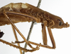 CollectionObject 1529710; faeb9ada-95c7-46dc-8b5d-577a87d5428f: female, anterior part of body, lateral view (holotype). (CollectionObject).