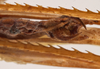 CollectionObject 1534635; b871045d-3acb-4217-ae93-fd93005a1654: male subgenital plate (holotype). (CollectionObject).