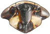Head: Drabescus sp., face (MNHN). (Observation).